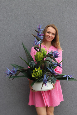 Niebieska Strelicja, egzotyczna kompozycja w donicy, wys.80cm