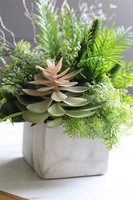 Marbello Angus, efektowna kompozycja sukulenty