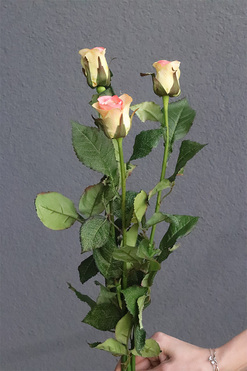 Róża Juliet, gałązka sztucznej róży, żółto-różowa, dł.60cm