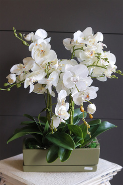 Olives Resta, nowoczesny storczyk w zielonej osłonce, wys.50cm