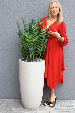 Zamiokulkas Concrete 2, sztuczne drzewko w betonowej donicy, wys.145cm