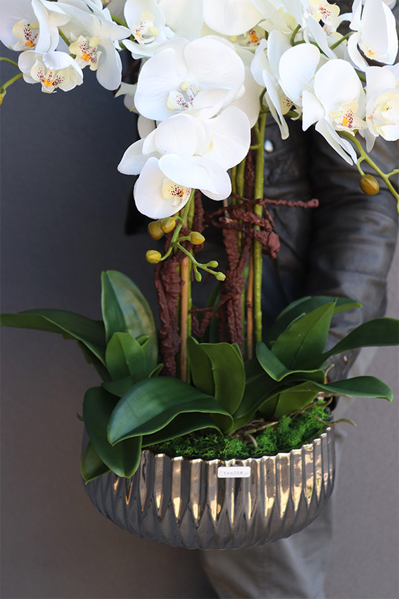 Befrao Silver, biały storczyk w srebrnej misie