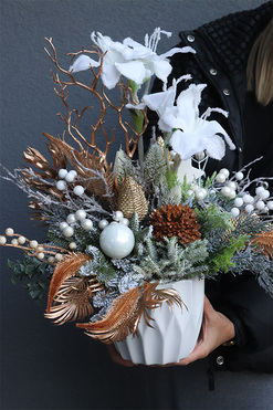 Amarylis Landia, zimowa kompozycja w osłonce, wys.50cm 