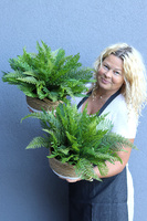 Zielone Biuro, paproć w ozdobnej donicy etno, 1 szt., wym.40x55cm