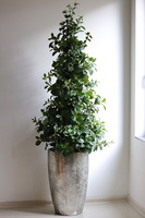 New Green Srebrna Bajka, drzewko sztuczne kolumnowe w donicy