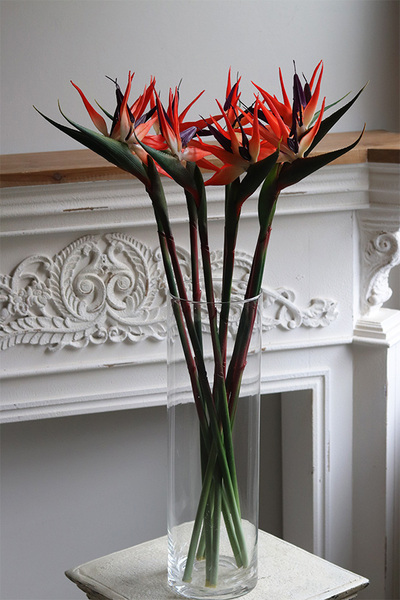 Strelicja Królewska Czerwona, bukiet kwiatów do wazonu