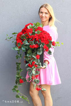 Pelargonie Reddine, dekoracja we wkładzie do donicy, wym.50x50cm