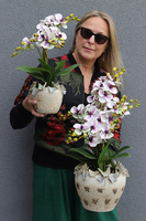 Butterfly Jardin, gumowy storczyk w ceramicznej osłonce
