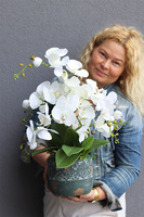 Leonite 2, storczyk w doniczce