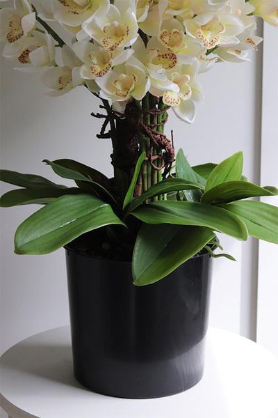 Jasmina Saute, sztuczny storczyk we wkładzie