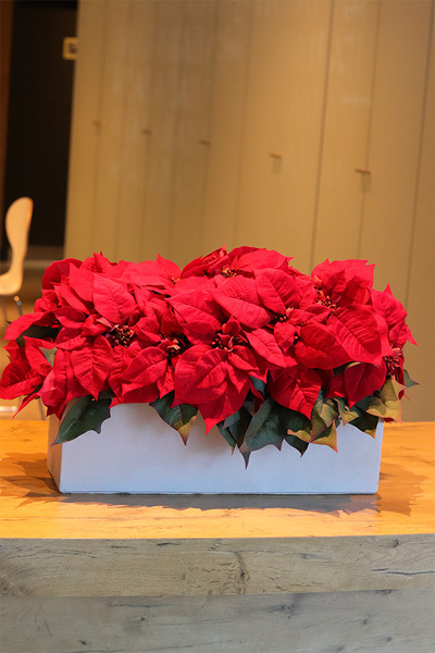 Gwiazda Betlejemska Modern Concrete, wysokiej jakości sztuczna roślina