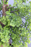 Bonsai Hand Made Gold, sztuczna roślina w złotej doniczce, wys.110cm