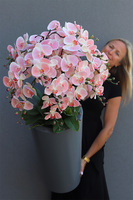 Pastelovy Róż Fiberglass, gumowy storczyk w szarej donicy