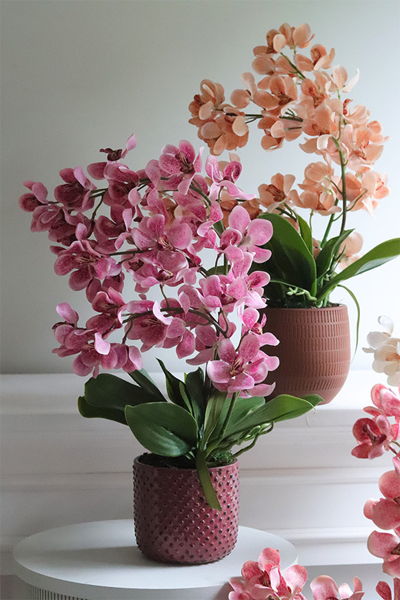 Selania Pink, różowy storczyk