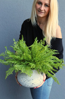 Tunilano 2, paproć w ozdobnej donicy etno
