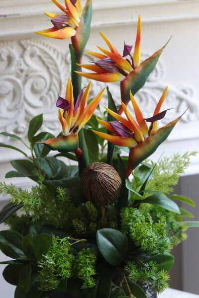 Strelicja Central Park 2, egzotyczna kompozycja w donicy