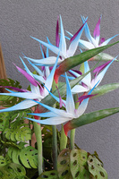 Fiberglass Strelicja Blue, egzotyczna kompozycja w donicy