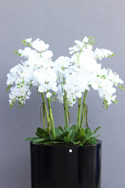 Fiberglass Black Grande Felice 2, ogromny storczyk w donicy