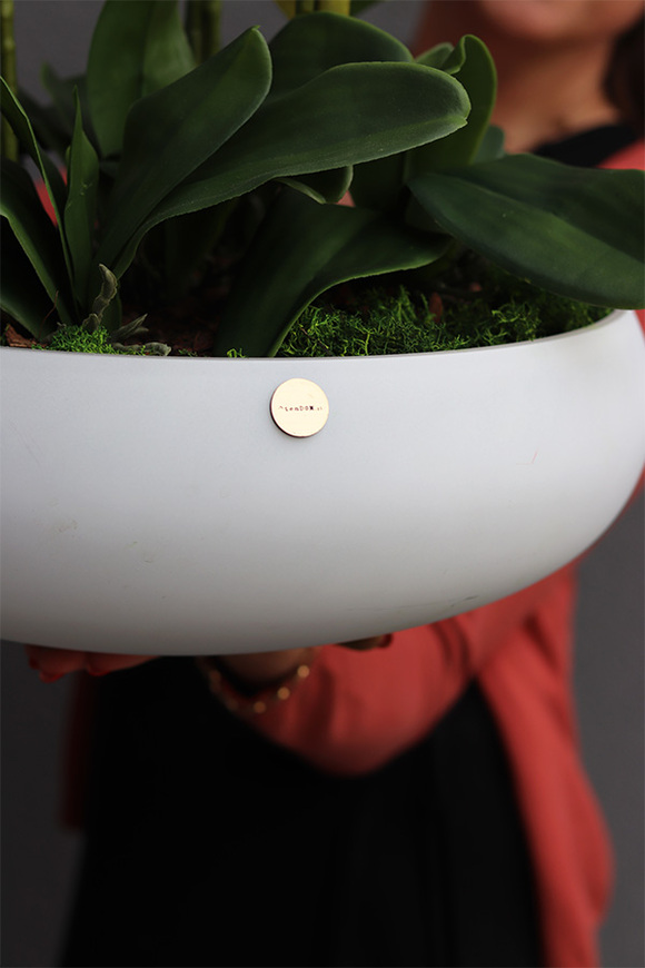 Cecile White Big, efektowny storczyk w szklanej misie