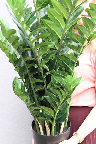 Zamiokulkas, wysokiej jakości sztuczna roślina