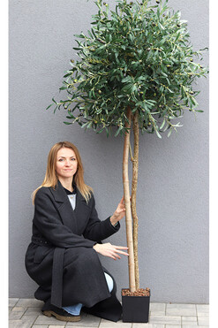 Drzewko Oliwne / Oliwka, sztuczne drzewko w osłonce, wym.196cm 