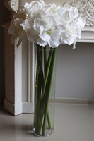 Amarylisy White, bukiet amarylisów w szklanym wazonie