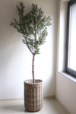 Oliwka Bahama, sztuczne drzewko w koszu, wym.210cm