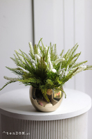 Heather Gold, wrzosy w złotej donicy