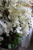 Silverio 2, elegancki storczyk podłogowy w srebrnej donicy