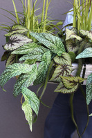 Morena Green Saute, zielona dekoracja do twojej donicy