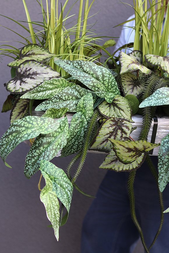 Morena Green Saute, zielona dekoracja do twojej donicy