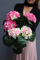 doniczkowa hortensja Róż Rozbielony, wysokiej jakości sztuczne kwiaty