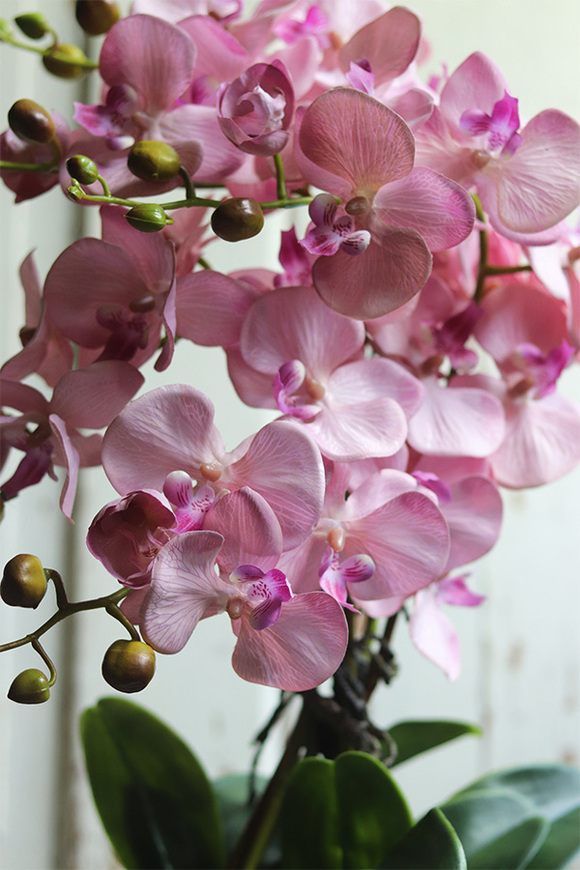 bajecznie różowy storczyk, Laos Pudrovy Silver, wys.67cm