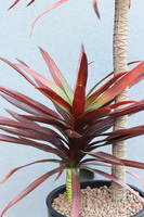 Jukka Fiberglass, sztuczna roślina w szarej donicy