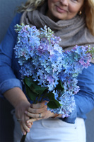 Bzy Deluxe Premium, gumowy bez kwitnący lilak