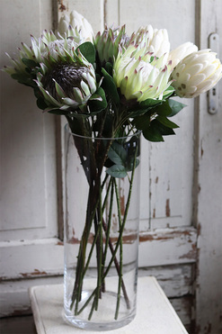 ekskluzywny bukiet w szklanym wazonie, Protea, wys.78cm