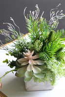 Marbello Angus, efektowna kompozycja sukulenty