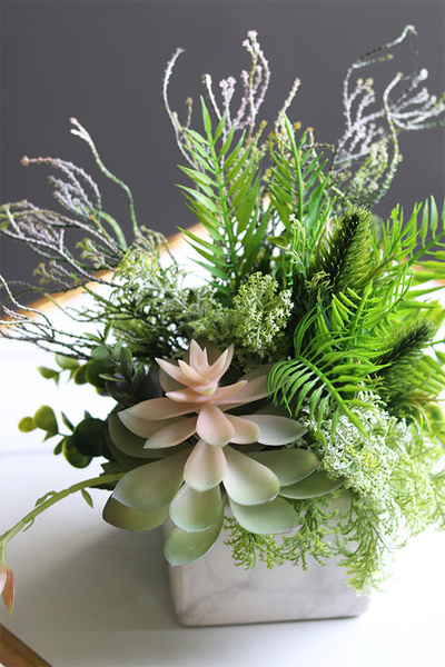 Marbello Angus, efektowna kompozycja sukulenty