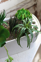 Lechuza Simple B, minimalistyczna kompozycja z sukulentów w eleganckiej donicy, wym.23x40cm