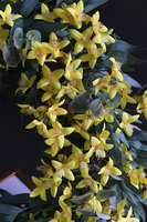 Forsycje, wiosenny wianek kwiatowy