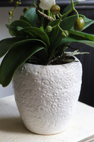 Belia White, biały sztuczny storczyk w białej donicy