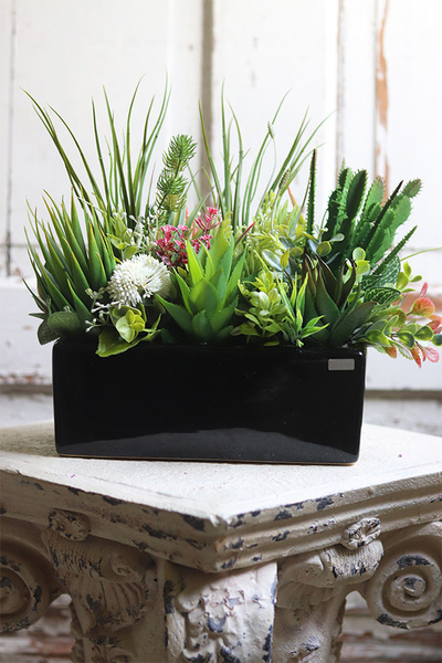 Landi, kompozycja z sukulentów w czarnej doniczce