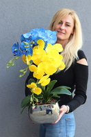 Ukraina, gumowy storczyk w srebrnej doniczce