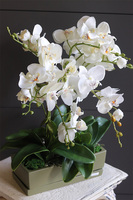 Olives Resta, nowoczesny storczyk w zielonej osłonce