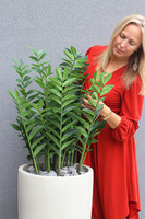 Zamiokulkas Concrete, sztuczne drzewko w betonowej donicy