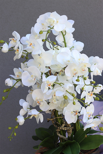 Genova Black, sztuczny storczyk w wysokiej donicy