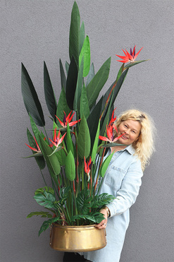 Strelicja El Dorado Red, egzotyczna kompozycja w złotej donicy , wys.154cm 