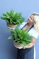 Zielone Biuro, paproć w ozdobnej donicy etno, 1 szt., wym.40x55cm