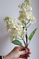 Bzy Royal, gumowy bez kwitnący lilak