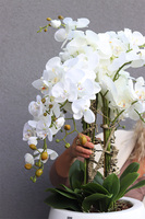 Fiberglass Grande Baloo White, sztuczny storczyk w donicy